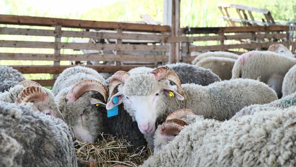  Agneau de l'Aid El Adha 2026