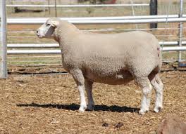  Agneau de l'Aid El Adha 2026